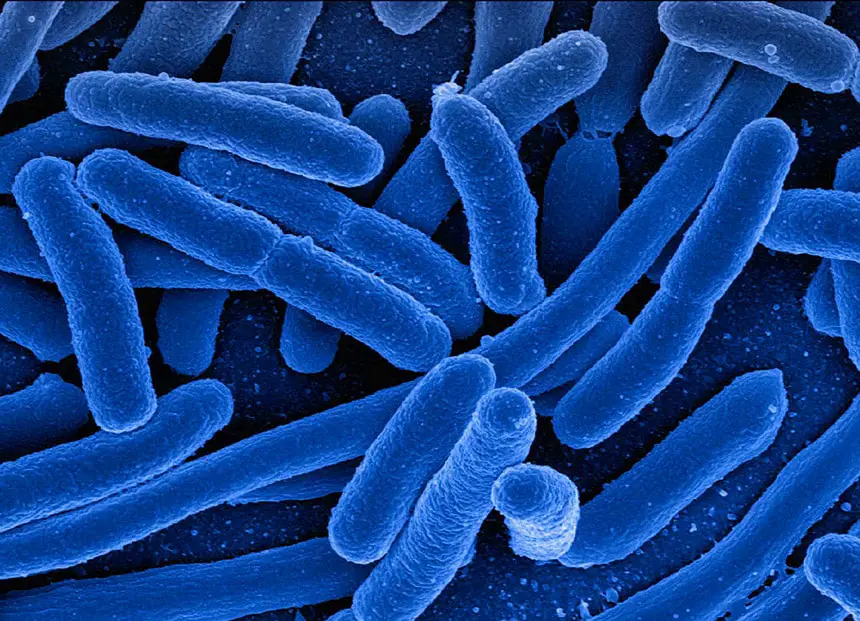 Batteri buoni, microbioma