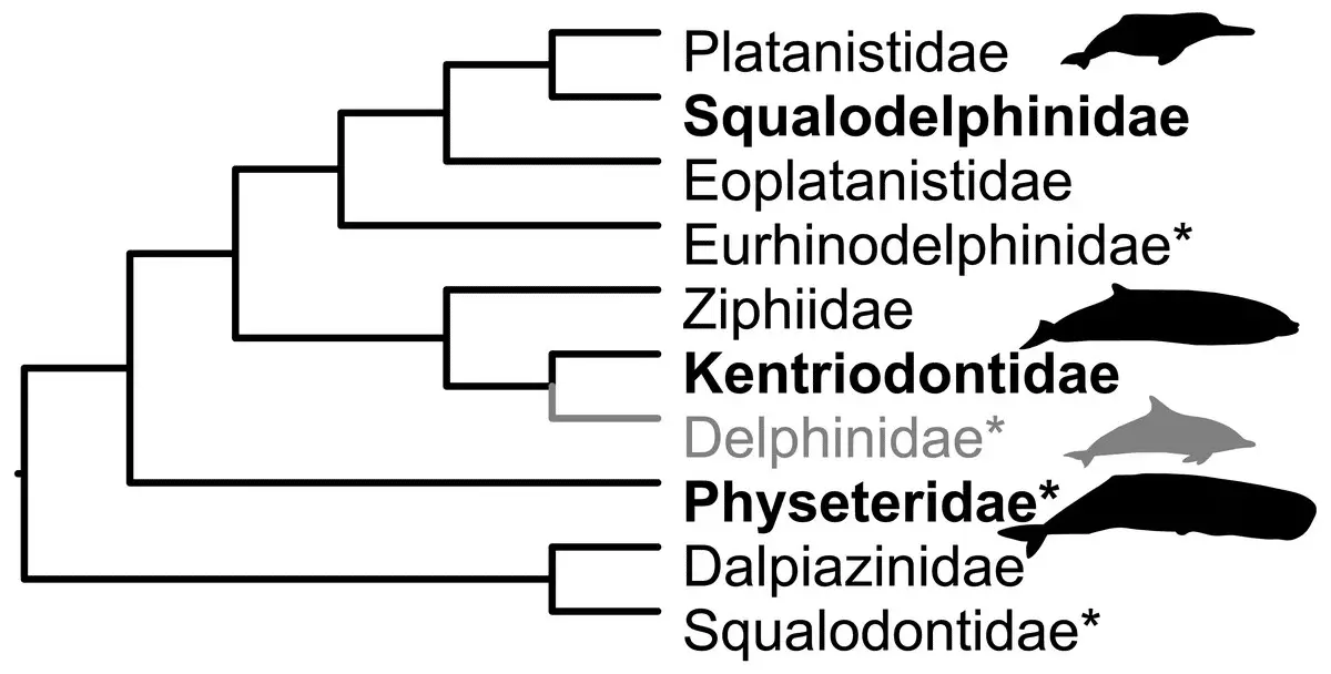 Squalodelfinidi e delfini kentriodontidi