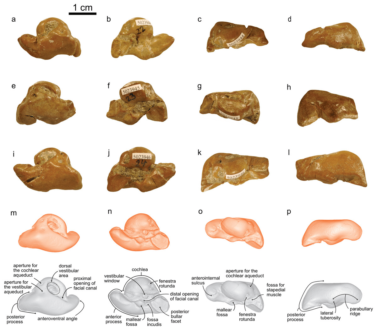 Squalodelfinidi e delfini kentriodontidi