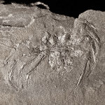 Arthrolycosa wolterbeeki: un ragno di 310 milioni di anni %arthrolycosa wolterbeeki: un ragno di 310 milioni di annicount(title)% Arthrolycosa wolterbeeki: un ragno di 310 milioni di anni