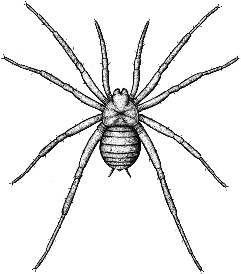 Arthrolycosa wolterbeeki