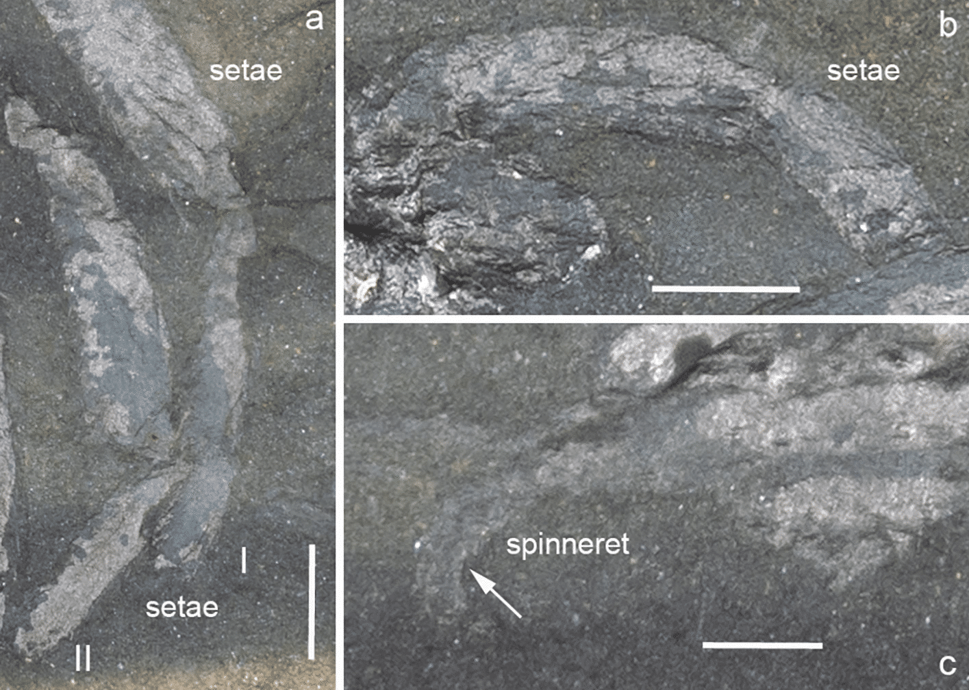 Arthrolycosa wolterbeeki