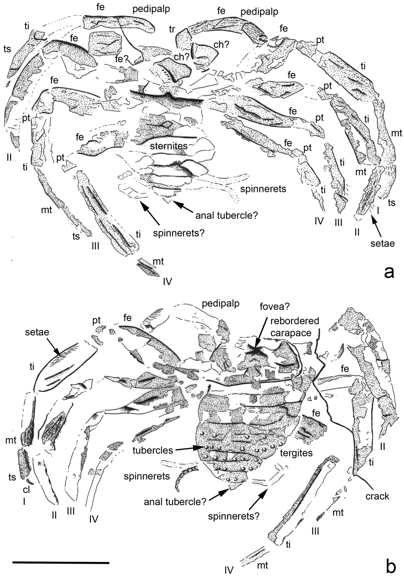 Arthrolycosa wolterbeeki