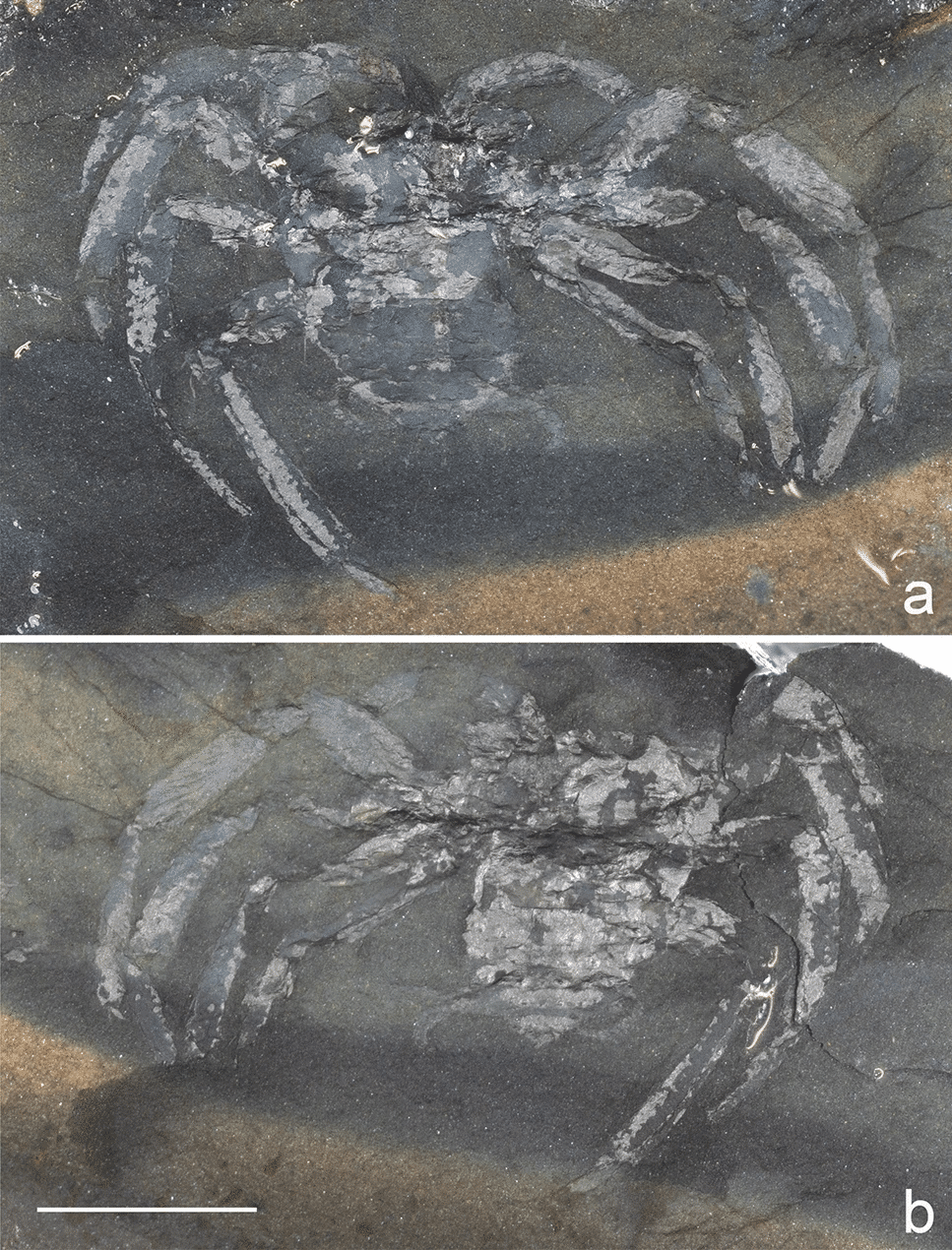 Arthrolycosa wolterbeeki