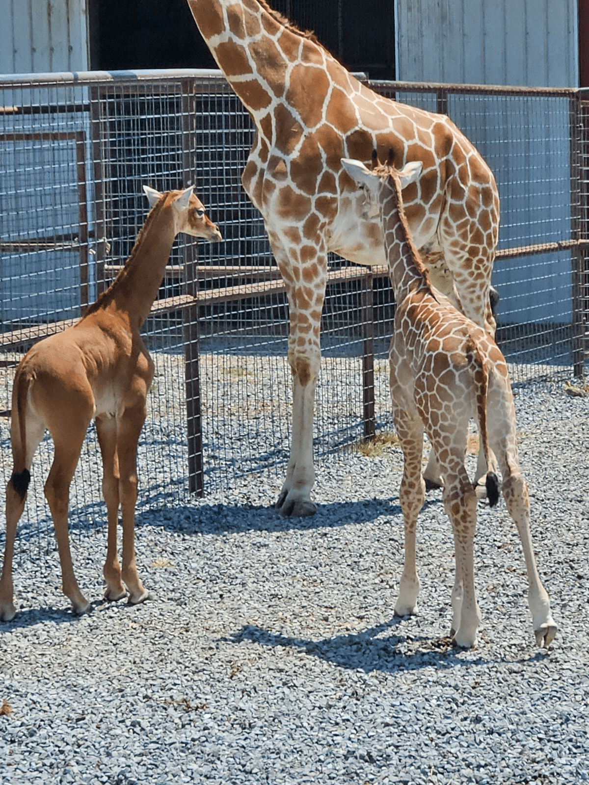 Giraffa senza macchie