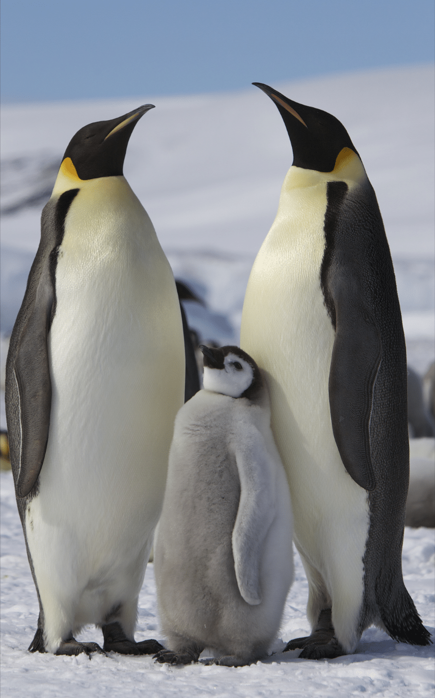 Pinguini imperatore