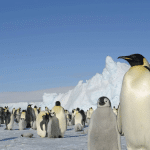 Pinguini imperatore: il 2022 ha segnato la fine di 4 colonie %pinguini imperatore: il 2022 ha segnato la fine di 4 coloniecount(title)% Pinguini imperatore: il 2022 ha segnato la fine di 4 colonie