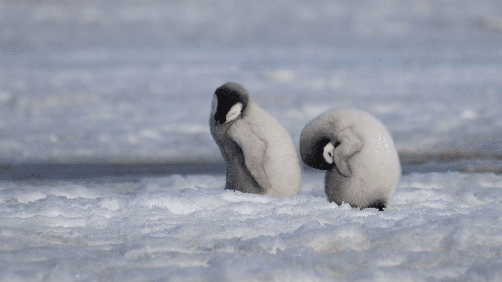 Pfas in patagonia, i pinguini aiutano a mappare gli inquinanti eterni %pfas in patagonia, i pinguini aiutano a mappare gli inquinanti eternicount(title)% Pinguini imperatore