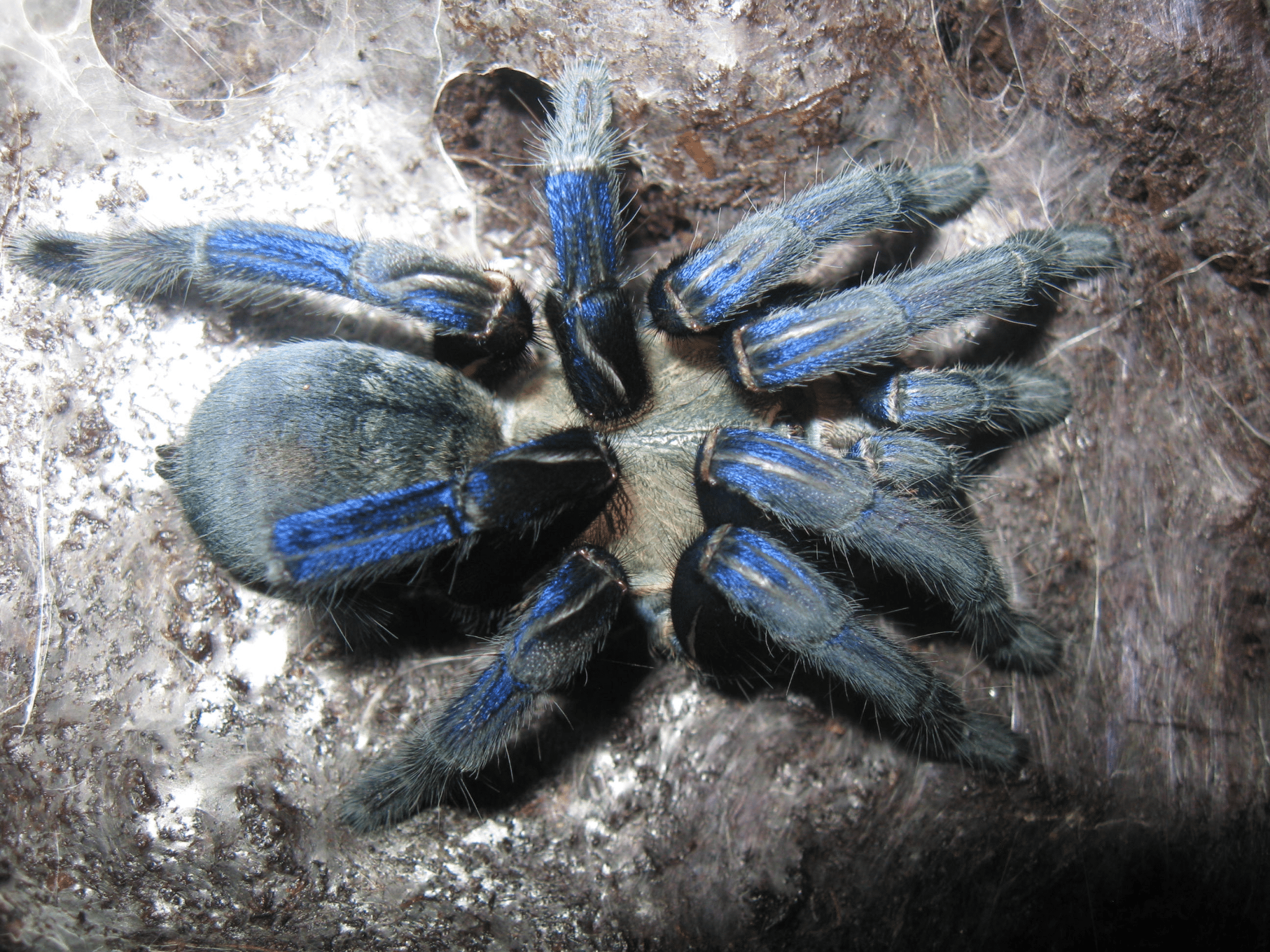 Tarantola blu