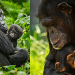 Koolakamba: 10 verità sugli ibridi tra scimpanzé e gorilla %koolakamba: 10 verità sugli ibridi tra scimpanzé e gorillacount(title)% Koolakamba: 10 verità sugli ibridi tra scimpanzé e gorilla