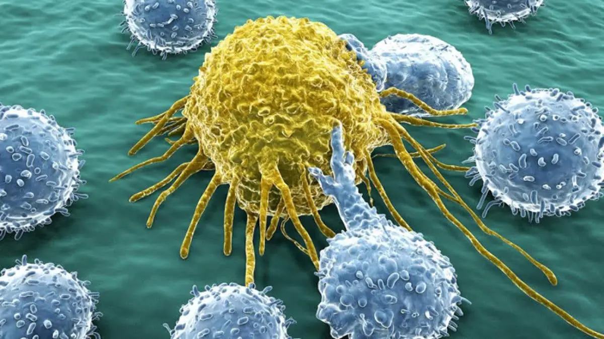 Cellule killer