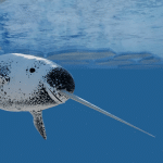 Narvalo: almeno 10 cose che non sai sugli unicorni del mare %narvalo: almeno 10 cose che non sai sugli unicorni del marecount(title)% Narvalo: almeno 10 cose che non sai sugli unicorni del mare