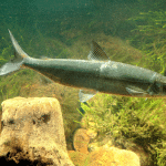 Houting: il pesce estinto nel 2008 in realtà non lo era %houting: il pesce estinto nel 2008 in realtà non lo eracount(title)% Houting: il pesce estinto nel 2008 in realtà non lo era