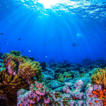 Barriere coralline: scoperte 2 incontaminate nelle galapagos %barriere coralline: scoperte 2 incontaminate nelle galapagoscount(title)% Barriere coralline: scoperte 2 incontaminate nelle galapagos