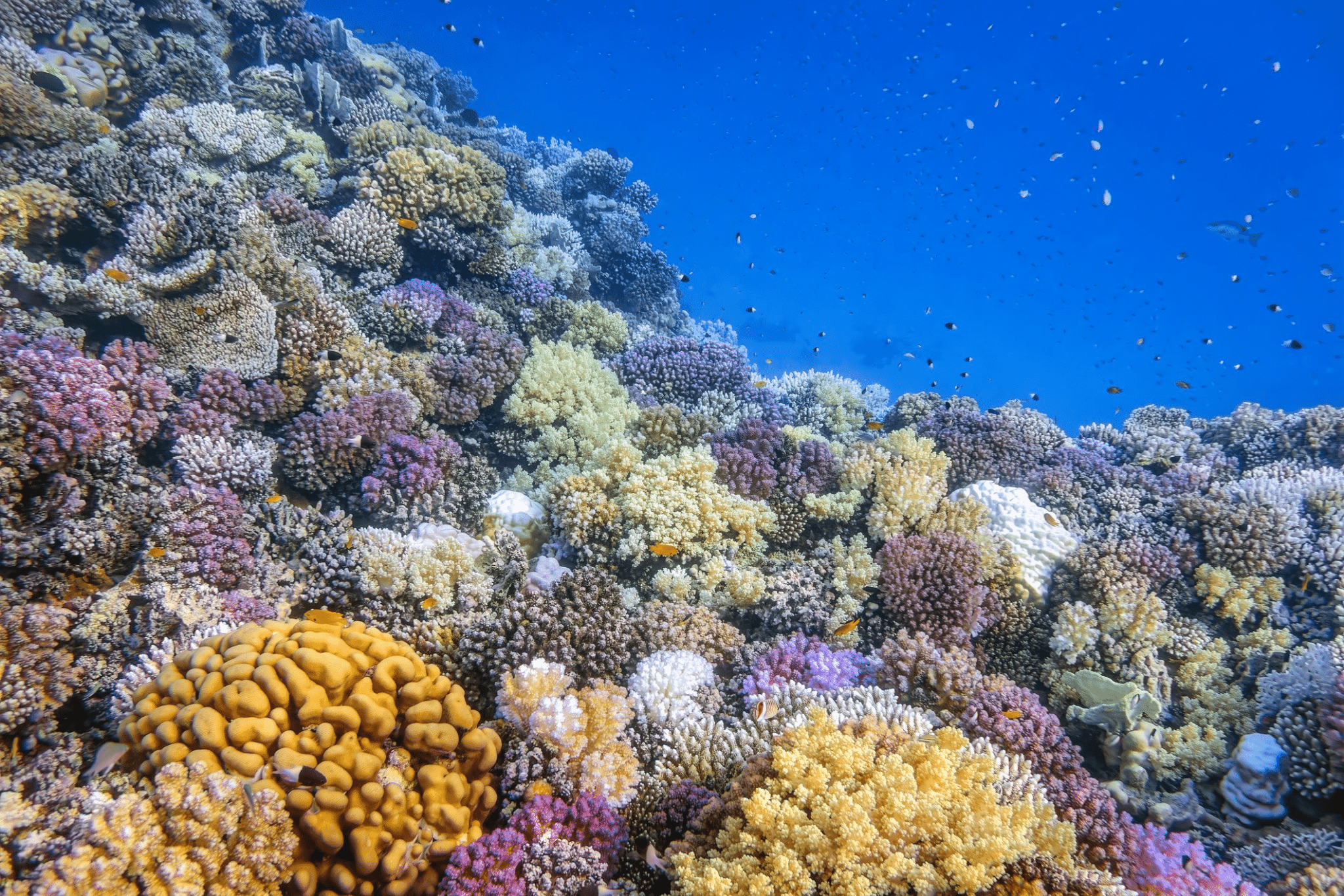 barriere coralline