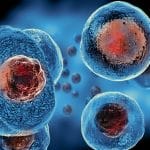 Dalla luce una nuova tecnica per osservare le cellule senza alterarle? Ecco cosa cambia davvero %dalla luce una nuova tecnica per osservare le cellule senza alterarle? Ecco cosa cambia davverocount(title)% Dalla luce una nuova tecnica per osservare le cellule senza alterarle? Ecco cosa cambia davvero