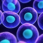 Un interruttore genetico può bloccare la formazione delle cellule adipose: cosa ha scoperto la ricerca