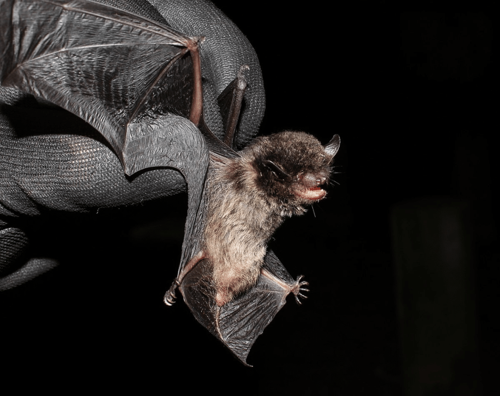 Rabbia da pipistrello: perché un contatto va segnalato %rabbia da pipistrello: perché un contatto va segnalatocount(title)% Pipistrello serotino