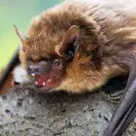 Pipistrello serotino