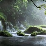 Scoperta la cabina di regia che guida l’evoluzione delle piante