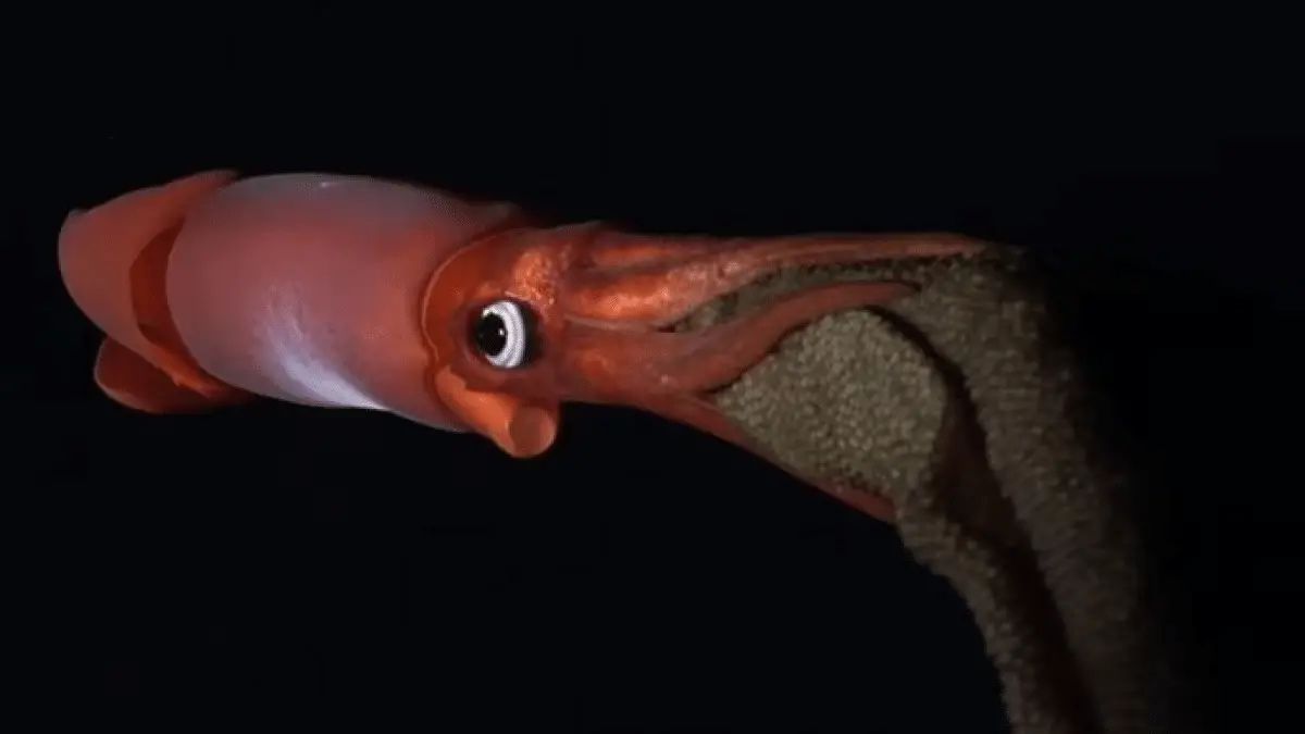Calamaro dagli occhi neri