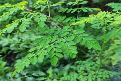 Moringa