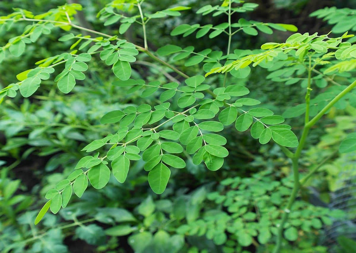 Moringa