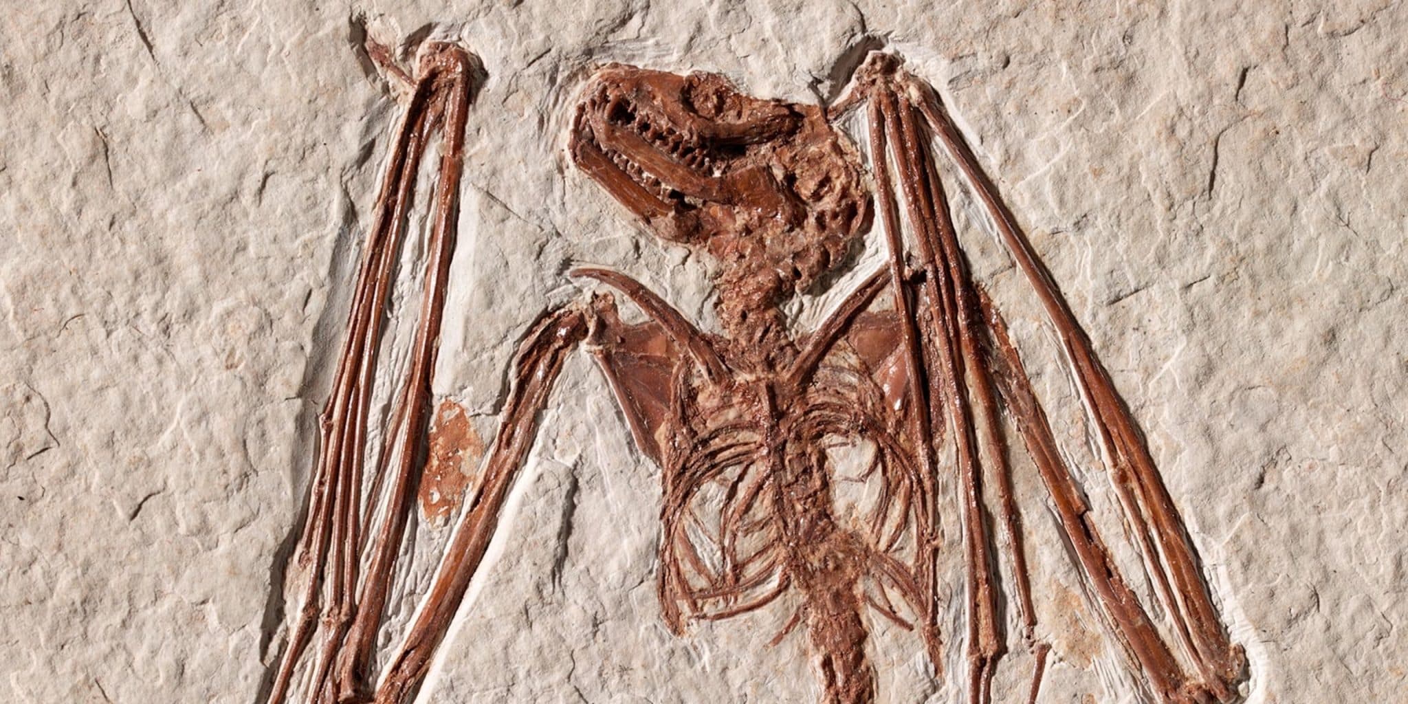 I pipistrelli sono nati in europa? Cosa mostra il nuovo studio %i pipistrelli sono nati in europa? Cosa mostra il nuovo studiocount(title)% Fossile di un antico pipistrello