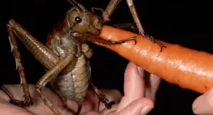 La weta gigante: un insetto fuori dal comune