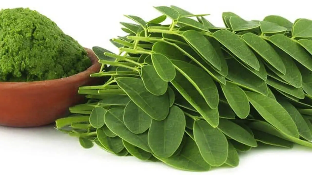 Moringa