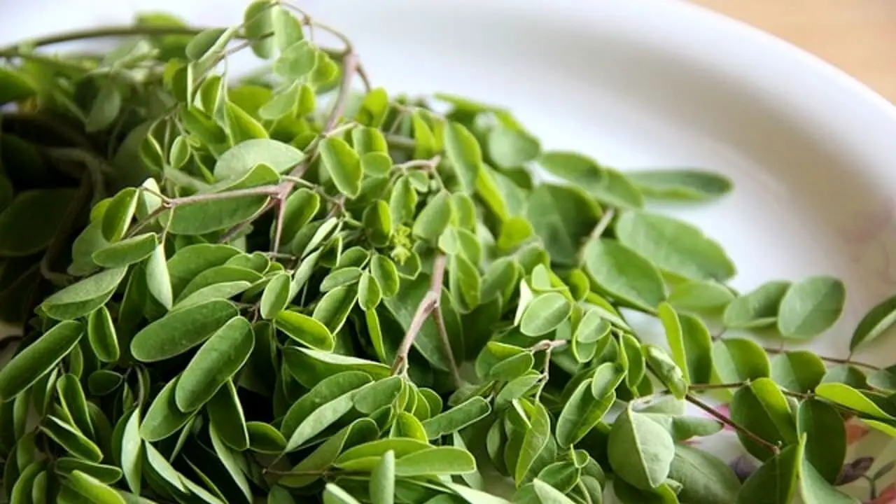 Moringa