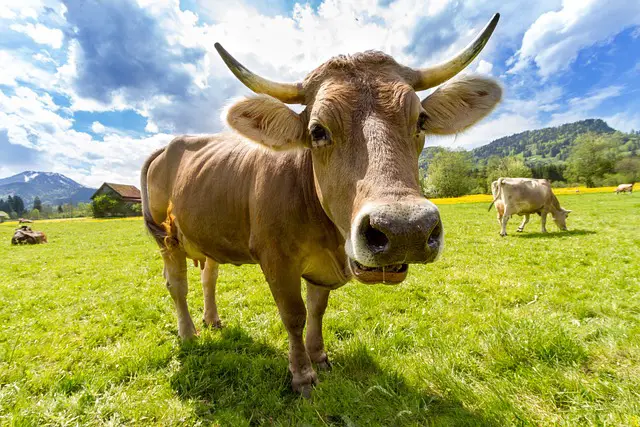 Cow burps can become diamonds: Tony Fadell's new challenge - Ruetir