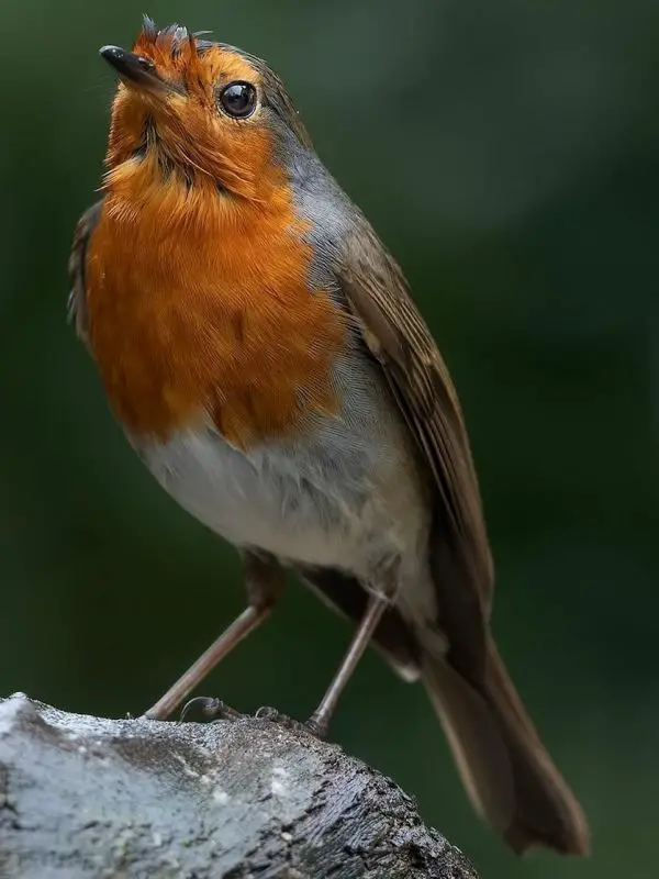 Pettirosso: il messaggero arancione dei boschi %pettirosso: il messaggero arancione dei boschicount(title)% Pettirosso