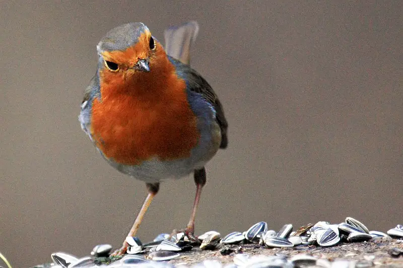 Pettirosso: il messaggero arancione dei boschi %pettirosso: il messaggero arancione dei boschicount(title)% Pettirosso