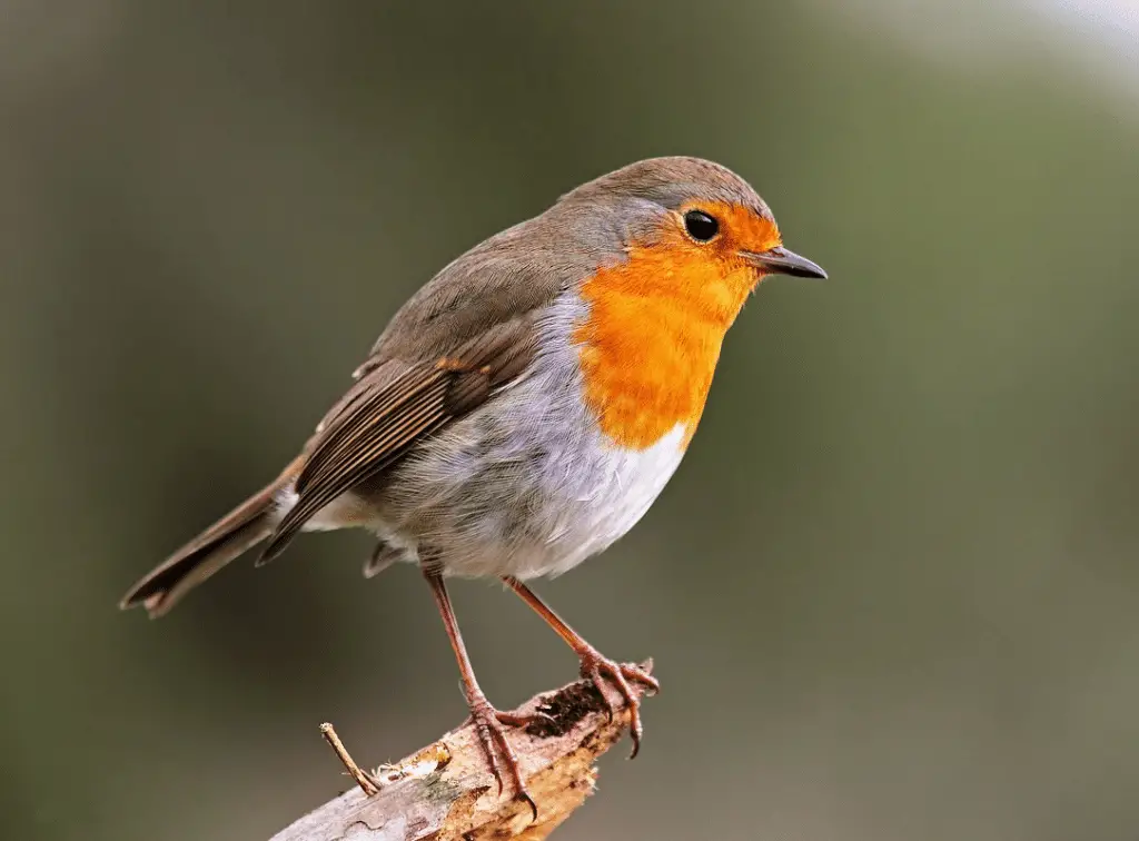 Pettirosso: il messaggero arancione dei boschi %pettirosso: il messaggero arancione dei boschicount(title)% Pettirosso