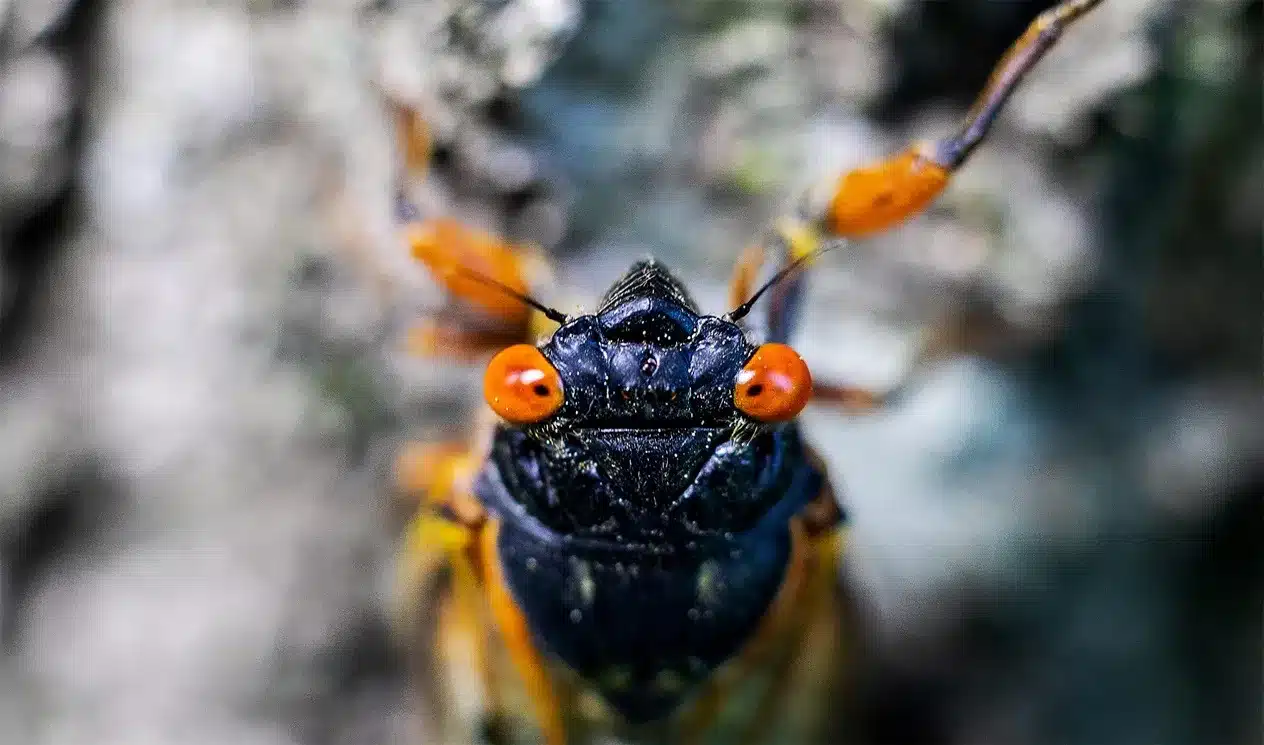 Why do cicadas (Brood X) emerge from underground only every 17 years ...