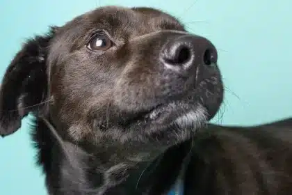 Picchiato un cane: due individui sono stati denunciati a palermo.. Eros cane