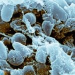 Un batterio di 5. 000 anni resistente a 10 antibiotici: cosa rivela la scoperta in romania