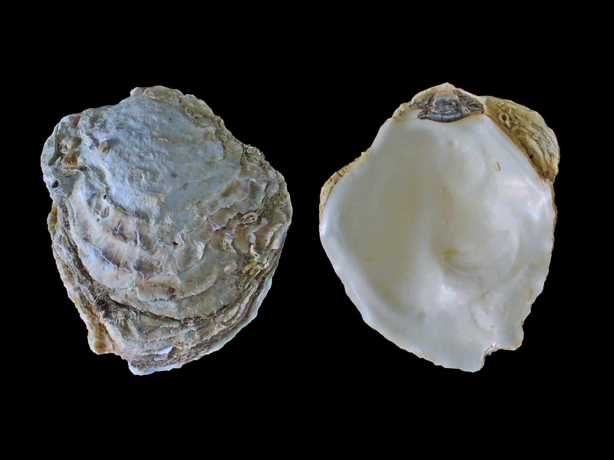 Cozze e ostriche: b12 e selenio, cosa dice lo studio nature %cozze e ostriche: b12 e selenio, cosa dice lo studio naturecount(title)% Ostriche, esempio di molluschi ricchi di micronutrienti
