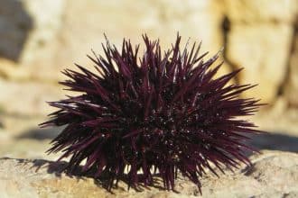 Echinoidea
