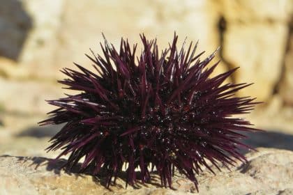Echinoidea