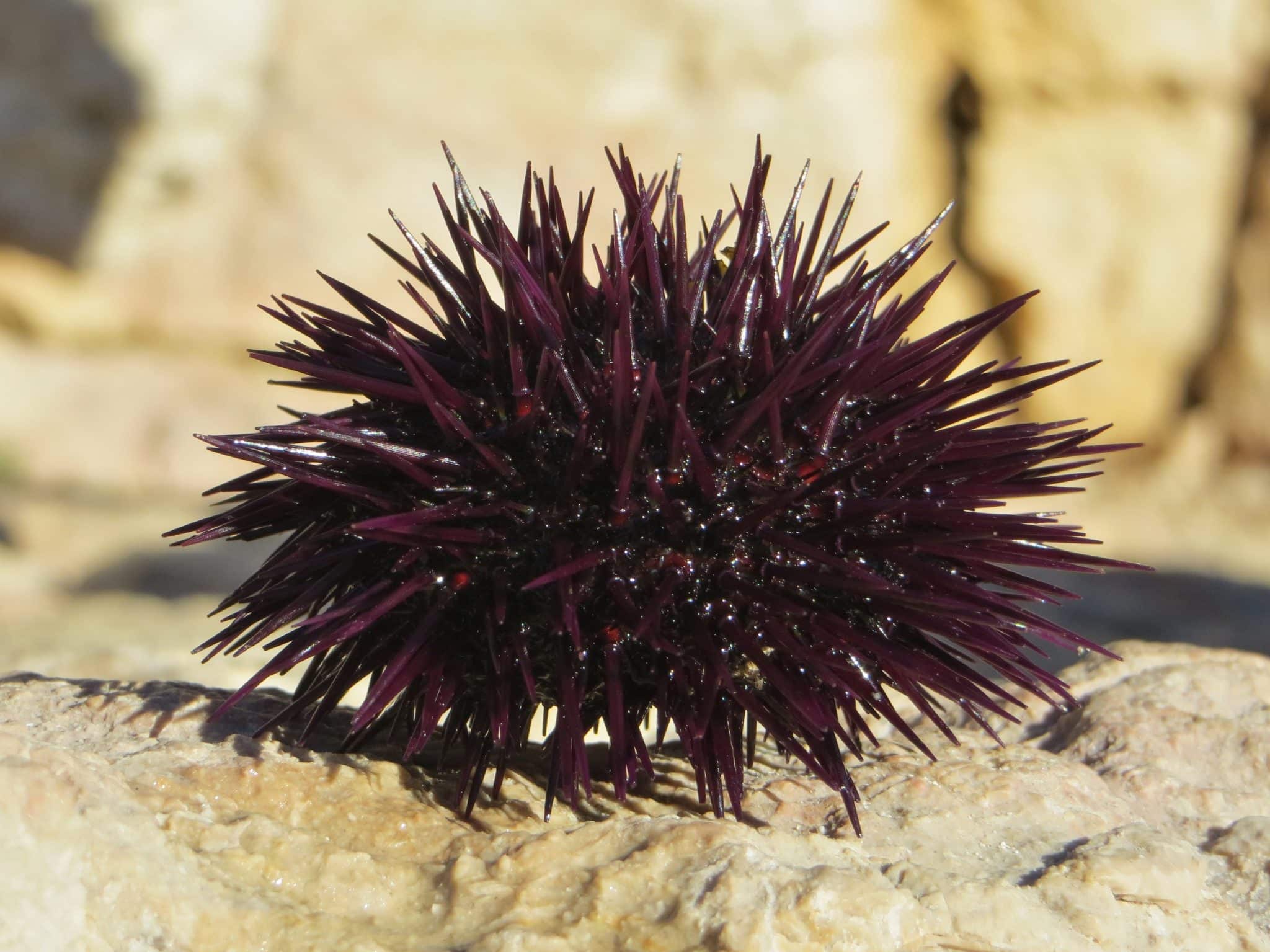 Echinoidea