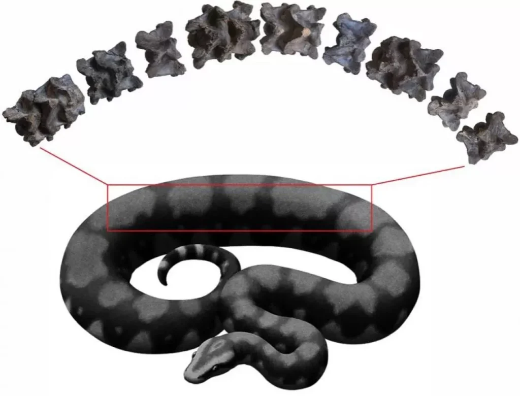 L ritorno di vasuki: scoperto in india il fossile di un serpente vissuto milioni di anni fa