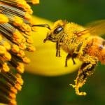 Cosa succederebbe se tutte le api scomparissero? Le conseguenze sono spaventose %cosa succederebbe se tutte le api scomparissero? Le conseguenze sono spaventosecount(title)% Cosa succederebbe se tutte le api scomparissero? Le conseguenze sono spaventose