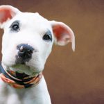 Le 10 cose da non fare quando arriva un cucciolo in casa (evita errori comuni! ) %le 10 cose da non fare quando arriva un cucciolo in casa (evita errori comuni! )count(title)% Le 10 cose da non fare quando arriva un cucciolo in casa (evita errori comuni! )