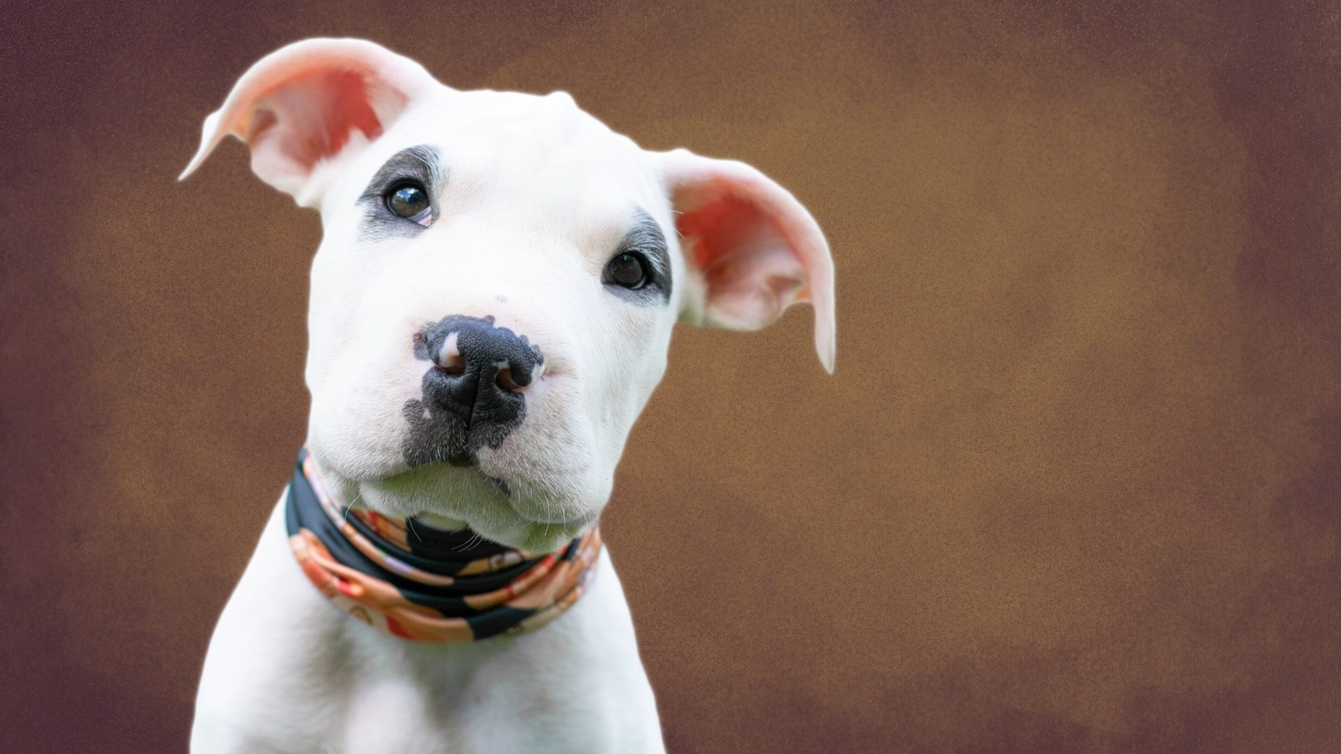Le 10 cose da non fare quando arriva un cucciolo in casa (evita errori comuni! ) %le 10 cose da non fare quando arriva un cucciolo in casa (evita errori comuni! )count(title)% Pitbull