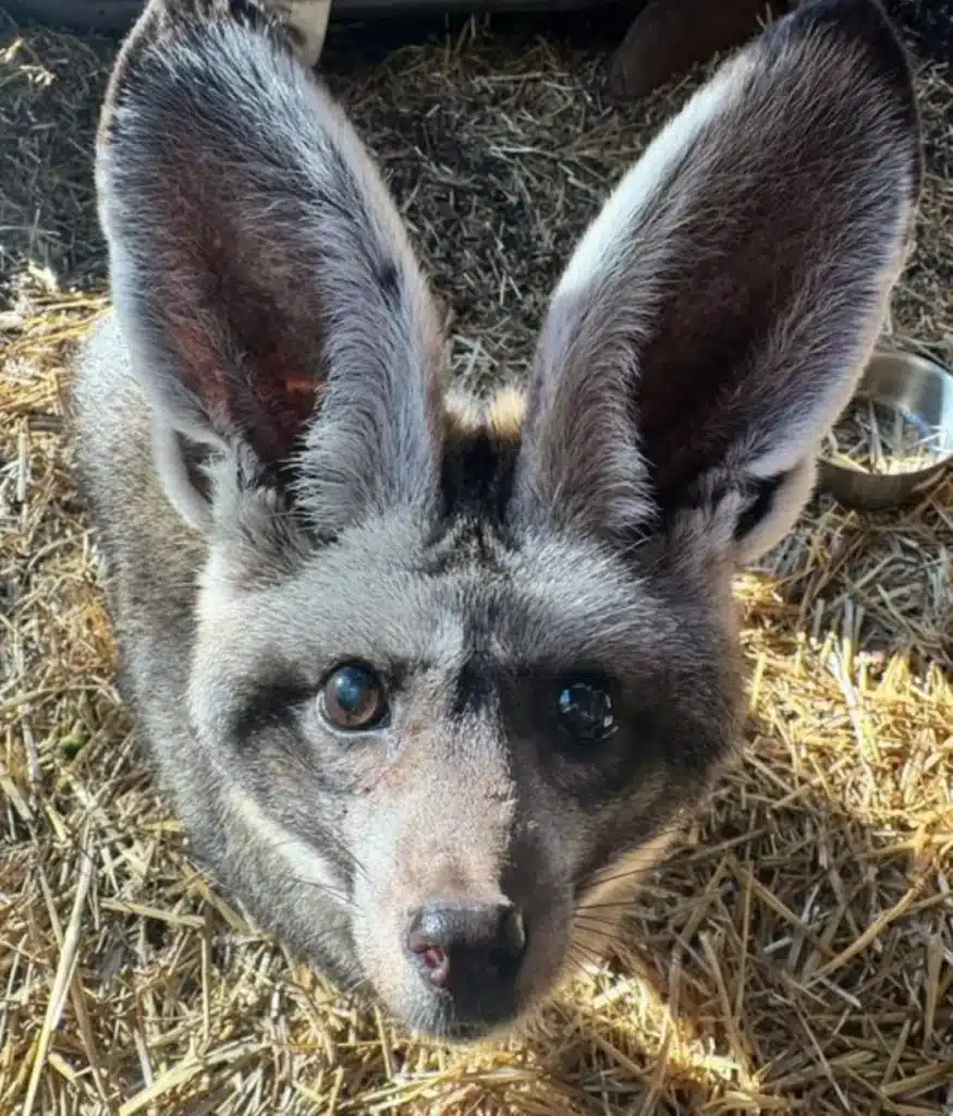 Cucciolo di volpe