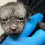 Scoperto un cucciolo di cane con orecchie giganti: non crederai alla sua vera identità!