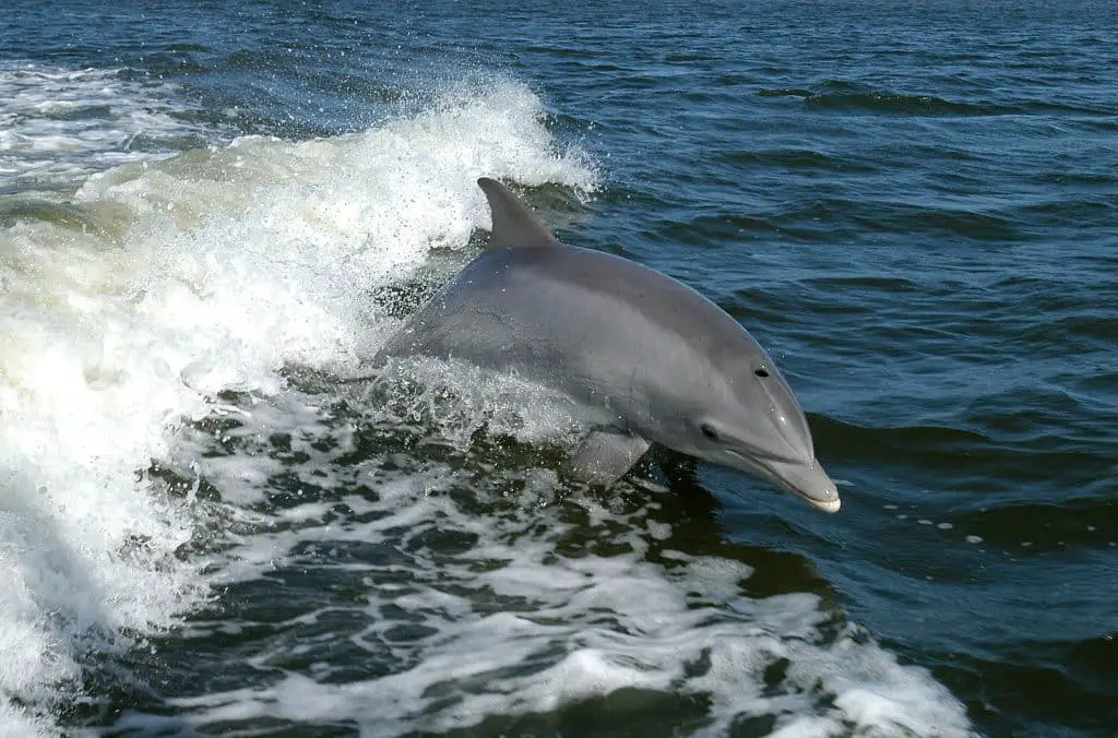 delfini
