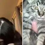 Il caso del gatto feticista: quando l'amore per i capelli diventa una mania %il caso del gatto feticista: quando l'amore per i capelli diventa una maniacount(title)% Il caso del gatto feticista: quando l'amore per i capelli diventa una mania